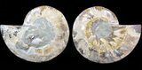 Cut & Polished Ammonite Fossil - Crystal Chambers #42502-1